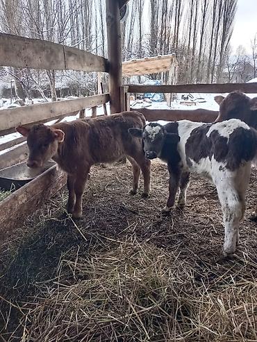 Коровы, быки: Продаю | Бык (самец) | Для разведения | Племенные — 7
