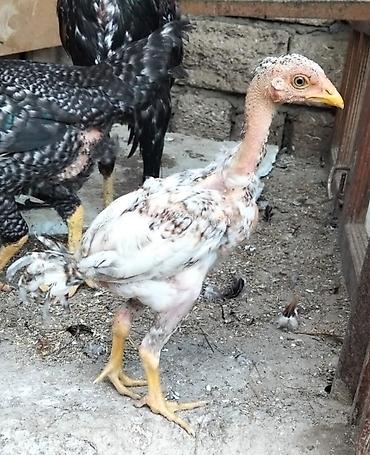 Digər quşlar: Heyratı cücələri satılır. Cinsi ana pleymut, ata türk. 4 ədədi 60 azn — 2