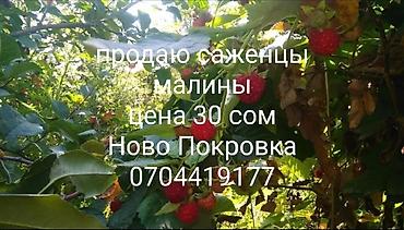 ежемалину: Саженцы Катальпа. однолетки- 500сом. двухлетки-1500сом. трехлетки-2500 — 6
