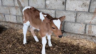 Коровы, быки: Продаю | Бык (самец) | Симментальская | Для разведения — 1