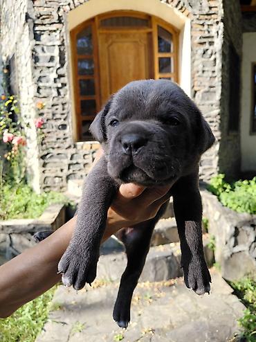 cane corso qiyməti: Kane-Korso, Pulsuz çatdırılma — 7