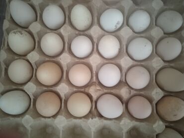 Птицы: Инкубационные яйцо цесарки