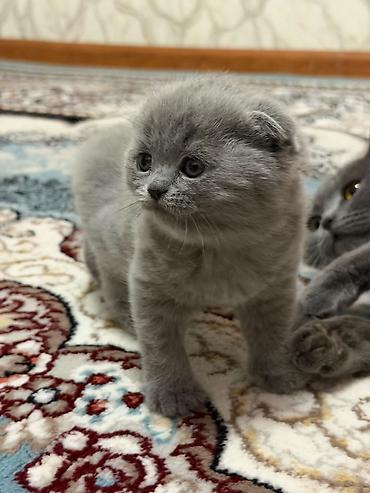 породистые котята: Шотландские котята (окрас голубой) «Милые котята недавно родились 🐾 — 3