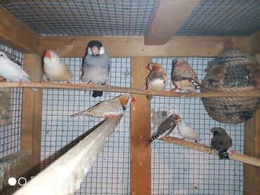 Amadinlər: Amadinlər Satış zebravıy sadə amadinlər benqal amadini risovka risoviy — 8