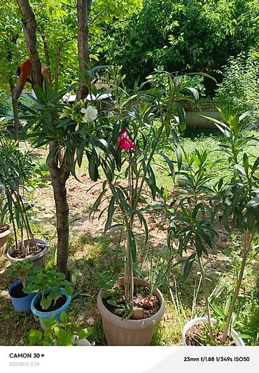 Другие садовые цветы и кустарники: ОЛЕАНДР 
ОЛЕАНДРЫ

Олеандр деревья 

саженцы 3х голичные

детки — 6