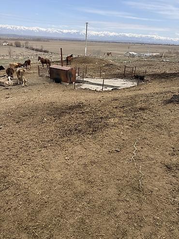 сары булун: Кой короо, 40 соток, Жабдууларсыз, Электр энергиясы, Жылытуу, Муздак суу — 8