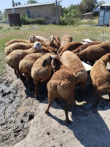 баран овцы: Сатам | Кочкор (эркек) | Арашан | Көбөйтүү үчүн