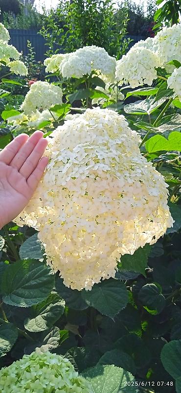 Гортензия: Саженцы Самовывоз — 8