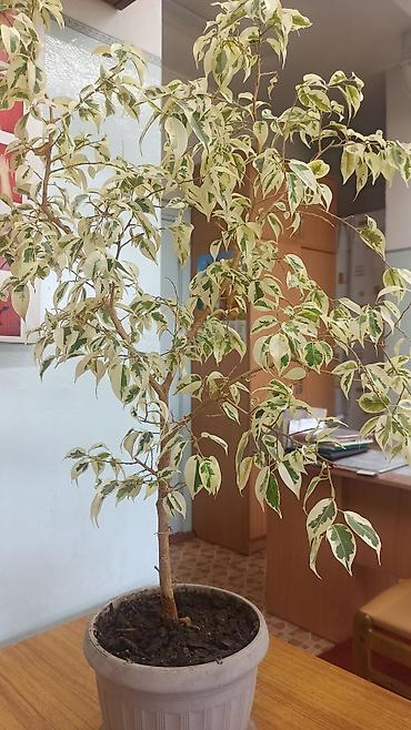 цветы фикусы: Комнатные декоративные растения в горшках. 1. Вариегатный фикус — 1