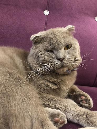 шиншилла котенок купить: Британская вислоухая — 3