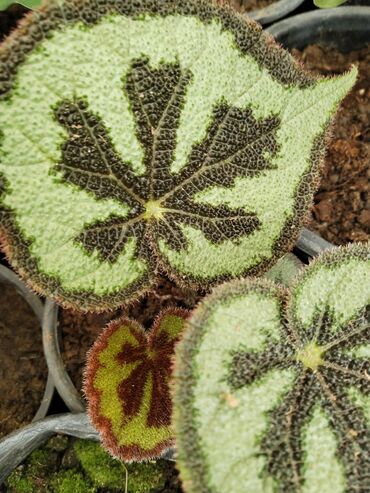 Otaq bitkiləri: Otaq bitkiləri – Fikus elastika kolleksiyası və digər dekorativ növlər — 11