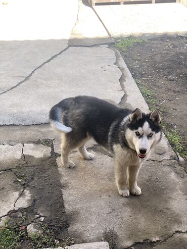 Собаки: Продаю Сибирский Хаски кабель 7 месяцев. Полный пакет документов щенок