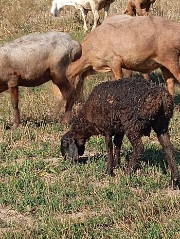 белый баран: Продаю | Ягненок, Баран (самец) | Арашан | На забой, Для разведения | Племенные, Осеменитель