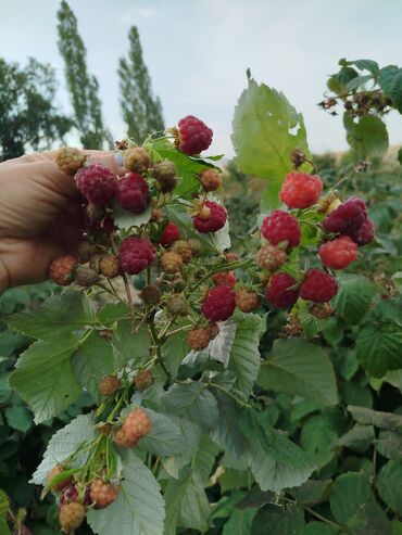 саженцы ежемалина: Саженцы : Малина, Самовывоз