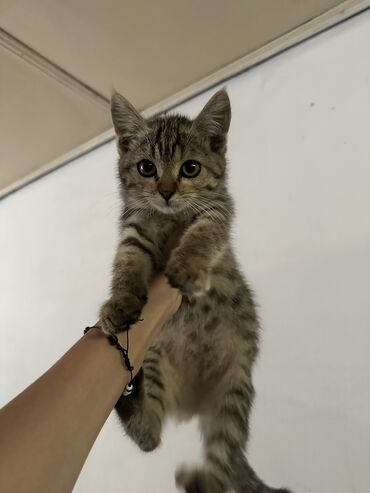 каракал кот: Отдам в добрые руки