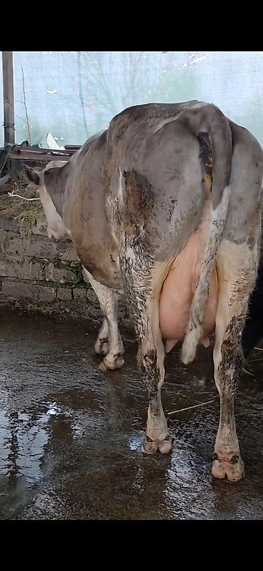 Inəklər, öküzlər: Südlük inək və bala -cins sives süd verimi 21 lt qarantia verirem — 3
