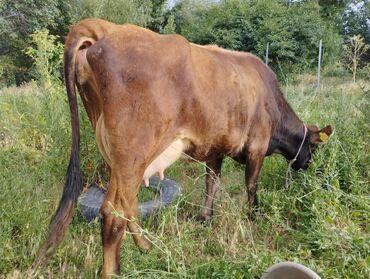 Коровы, быки: Продаю | Корова (самка) | Полукровка, Алатауская, Монбельярд | Для разведения, Для молока | Осеменитель, Искусственник