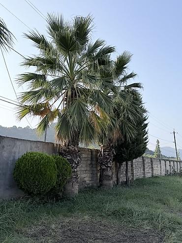 paulownia ağacı: Məhsul: 5 Dekorativ palma ağacları (fan tipli yarpaqlı, Washingtonia — 4