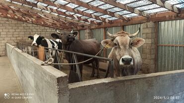 Коровы, быки: Продаю | Корова (самка) | Голштин, Алатауская, Швицкая | Для разведения, Для молока | Племенные, Стельные