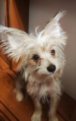 it sekilleri afcarka: Йоркширский терьер, 3 месяца, Самец, С прививками