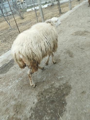 Qoyunlar, qoçlar: Erkək, il: 2, Damazlıq — 8