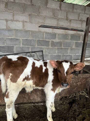 Коровы, быки: Продаю 2 теленка по 25 тыс сом породистые 1 месяц