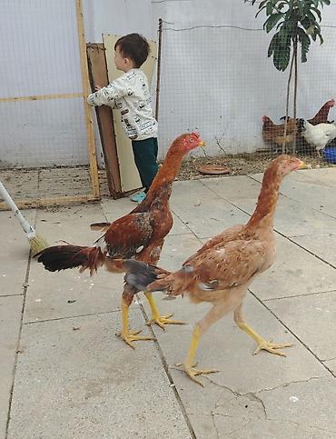 toyug cucə: Toyuq cücələri, Damazlıq — 2