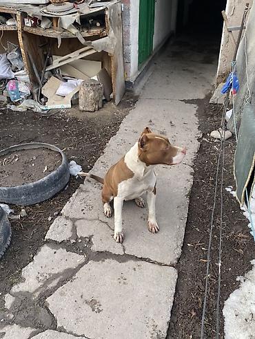 Продажа собак: Питбуль, 8 месяцев, Самка, С прививкой — 1