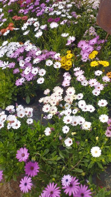 Çöl bitkiləri: Qızıl güllər dipçək gülləri həmişə yaşıl kolları zəhmət olmasa — 12