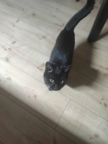 Mačke: Poklanjaju se dve predivne mace spašene sa ulice — braća različitog — 7