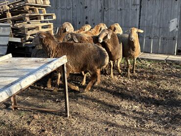 Баран, овца: Продаю | Баран (самец) at lalafo.kg — 11 Баран, овца: Продаю | Баран (самец) — 11