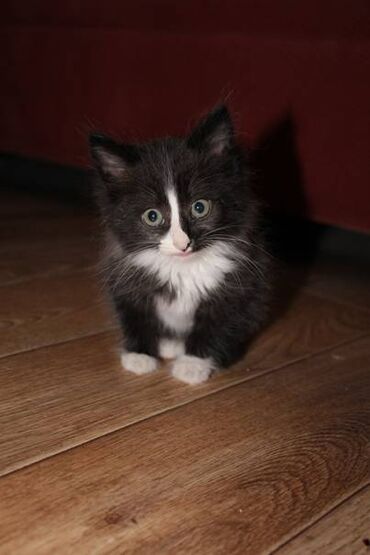 шотланский кот: Отдам котенка в хорошие руки (мальчик), г. Кара-Балта, приспособлен