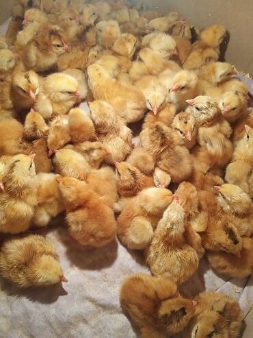 карлик тоок: Предварительная запись на суточных цыплят на март месяц