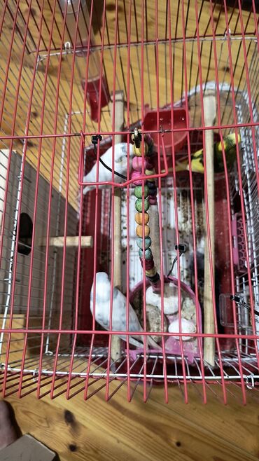 Tutuquşları: 4 eded papuqay iki erkey iki disi cutlerin ikiside bala veren quslardi lalafo.az -da Tutuquşları: 4 eded papuqay iki erkey iki disi cutlerin ikiside bala veren quslardi
