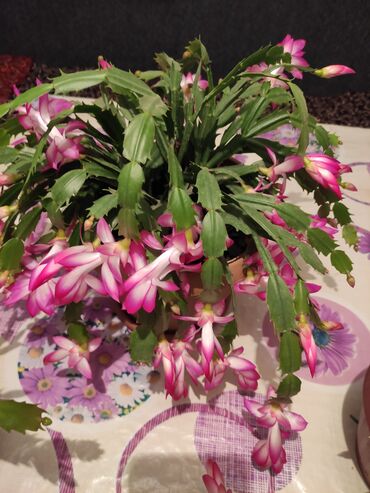 хищные растения: Продаю цветы декабрист в наличии есть несколько штук Цена договорная