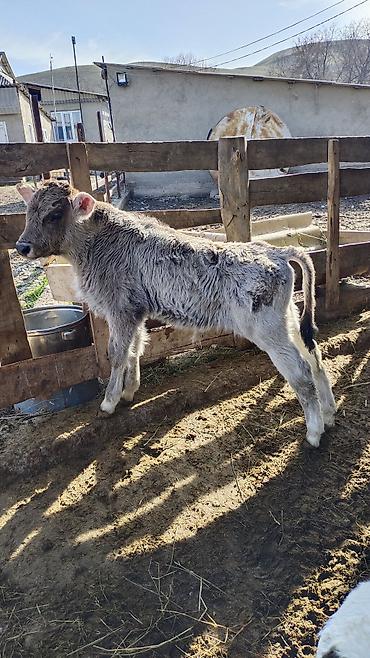 Коровы, быки: Продаю | Корова (самка) | Для разведения | Привязанные — 9