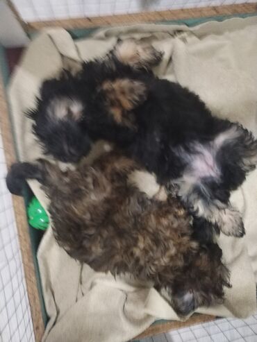 İtlər: Məhsul: Yavru itlər (iki bala) Təsvir: - Cins: Kiçik ölçülü, uzun — 4