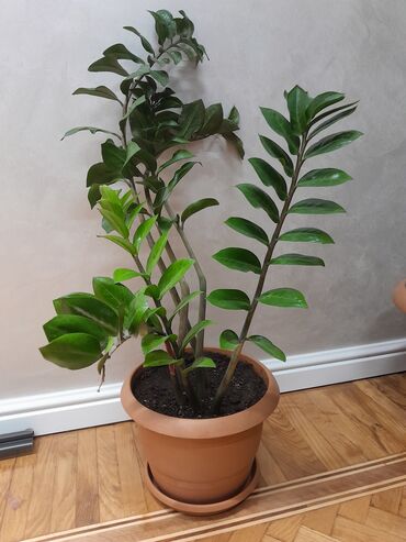 kok saplar: Zamioculcas zamiifolia (ZZ bitkisi) – dekorativ otaq bitkisi - Qalın