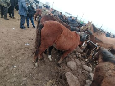 трекер для животных: Срочна семиз тайлар сатылат 5 баш эркек Сокулукта