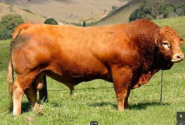 Корма для с/х животных: 🐎 Стимулятор набора веса со стволовыми клетками костный жир со — 1