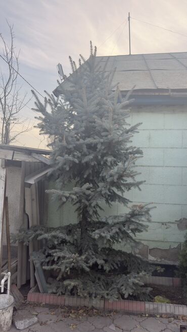 Декоративные деревья: Саженцы деревьев: Ели, Самовывоз — 7