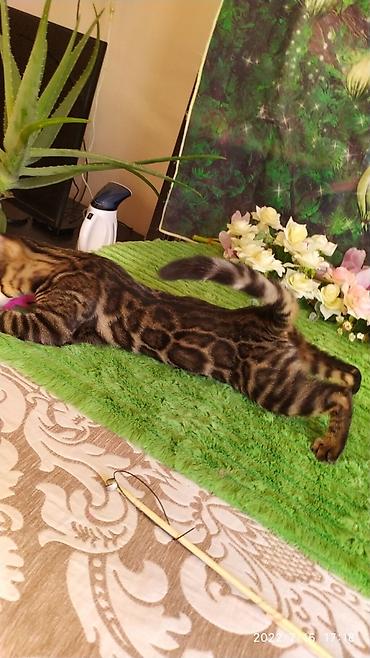Мышыктар: Красивейшие бенгальские котята. большие четкие розетки .контрастный — 9
