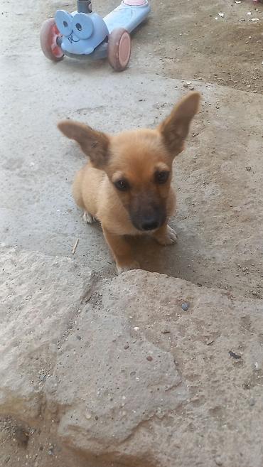 balaca it cinsləri: 1 ay — 1