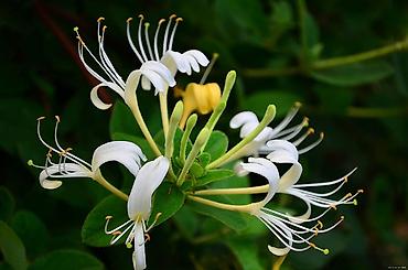 nar ciceyi: Məhsul: Hanımeli (Lonicera japonica) – ətirli sarmaşıq dekorativ bitki — 1