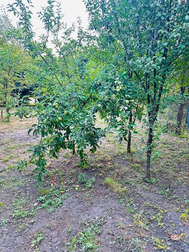 Torpaq sahələrinin satışı: 6 sot, Tikinti, Mülkiyyətçi, Kupça (Çıxarış) — 5