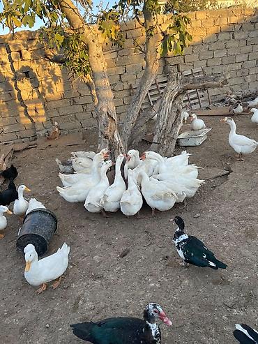 Kənd təsərrüfatı quşları: Erkək, Damazlıq — 1