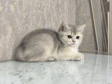 pişik ücün: Qızıl şinşilla, Dişi, Ünvandan götürmə, Ödənişli çatdırılma, Rayonlara çatdırılma