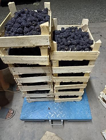 кумыс с медом бишкек: Блек джем кочоттору сатылат 80 сомдон — 1