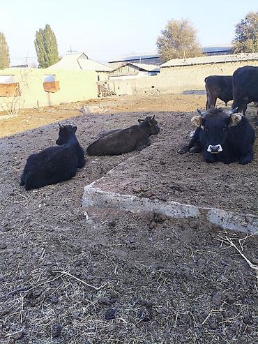 Коровы, быки: Продаю | Бык (самец) | На откорм — 2