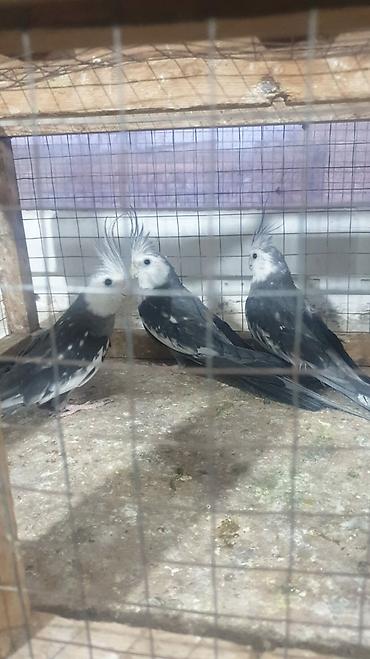 Tutuquşları: Yanaqsız karellalar var satışda 100-300 aznə qədər qiymət dəyişir bala -da lalafo.az — 5 Tutuquşları: Yanaqsız karellalar var satışda 100-300 aznə qədər qiymət dəyişir bala — 5